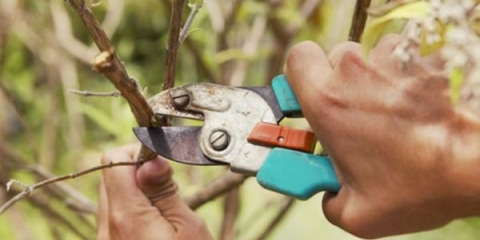 Rezidba duda (duda) u jesen, ljeto, proljeće